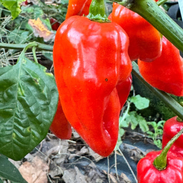 Roulette Habanero - Seeds - The Pepper Pantry (Formerly Marie Sharp's)